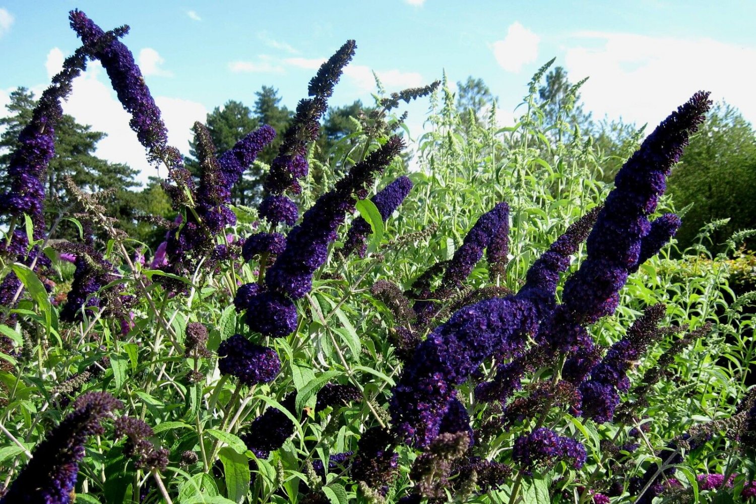 Super Buddleia Davidii Black Knight Seeds Pcs 5 Purple Butterfly Tree