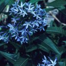 Super Ozark Bluestar Seeds Pcs 20 Blue Star Fragrant Amsonia Illustris
