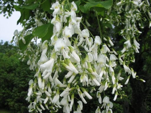 Super Cladastris Lutea Rare Seeds Pcs 4 Of Virgilier a Bois Jaune