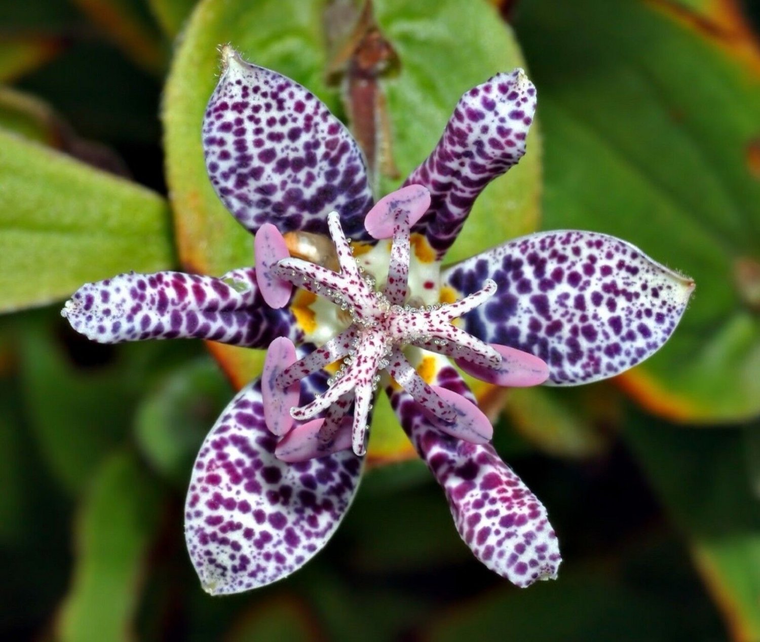 Super Hairy Toad Lily Seeds Pcs 6 Of Toad Lis Tricyrtis Hirta