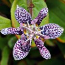 Super Hairy Toad Lily Seeds Pcs 6 Of Toad Lis Tricyrtis Hirta
