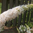 Super Buddleja Davidii Profusion Seeds Pcs 6 White Butterfly Tree