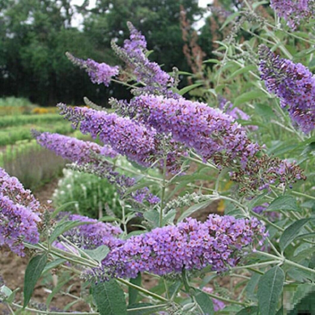 Super Buddleia Davidii Orchid Beauty Seeds Pcs 40 Purple Butterfly Tree