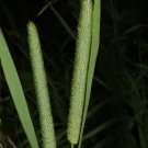 Super Cats Tail Seeds Pcs 60 Timothy Phleum Pratense