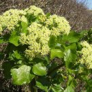 Super Alexanders Seeds Pcs 8 Parsley Of Macedonia Smyrnium Olusatrum Maceron