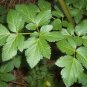 Super Alexanders Seeds Pcs 8 Parsley Of Macedonia Smyrnium Olusatrum Maceron