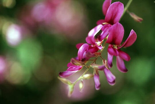 Super Lespedeza Bicolor Seeds Pcs 12 Bush Clover