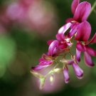 Super Lespedeza Bicolor Seeds Pcs 12 Bush Clover