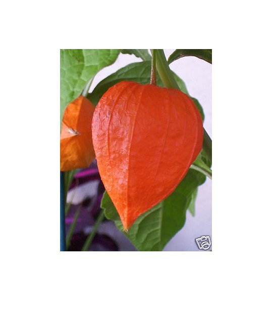 Super Chinese Lantern Plant Seeds Pcs 20 Caged Love Physalis Franchetii