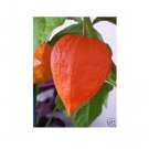 Super Chinese Lantern Plant Seeds Pcs 20 Caged Love Physalis Franchetii