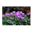 Super Cyclamen Hederifolium Seeds Pcs 6 Rustic Naples Cyclamen