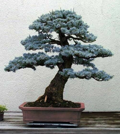 Super Colorado Blue Spruce Seeds Pcs 8 Picea Pungens Glauca Bonsai