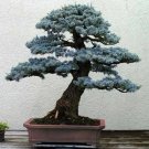 Super Colorado Blue Spruce Seeds Pcs 8 Picea Pungens Glauca Bonsai