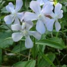 Super Soapwort Seeds Pcs 15 Soapwort Saponaria Officinalis
