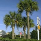 Super Cabbage Palm Seeds Pcs 4 Florida Palm Sabal Palmetto