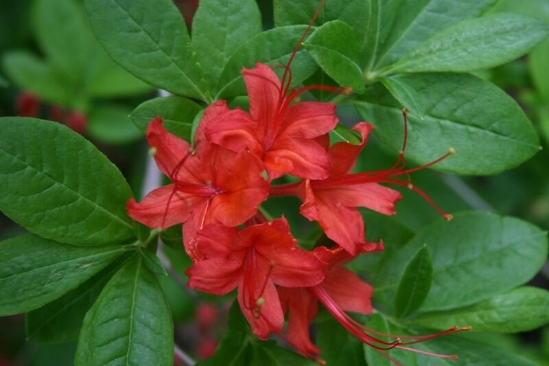 Super Azalea Seeds Pcs 12 Rustic Red Azalea Rhododendron Cumberlandense