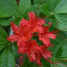 Super Azalea Seeds Pcs 12 Rustic Red Azalea Rhododendron Cumberlandense