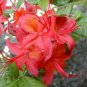 Super Azalea Seeds Pcs 12 Rustic Red Azalea Rhododendron Cumberlandense