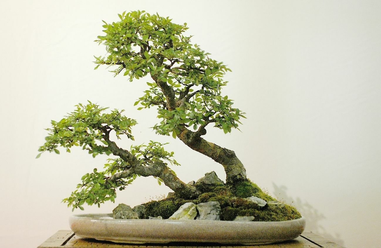 Super Bonsai Chinese Elm Seeds Pcs 15 Ulmus Parviflora
