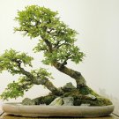 Super Bonsai Chinese Elm Seeds Pcs 15 Ulmus Parviflora