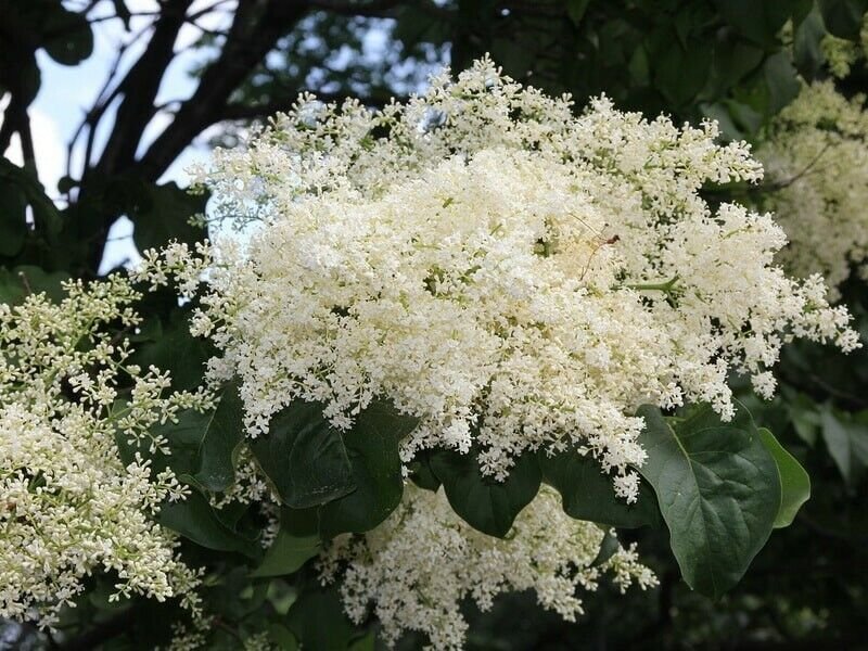 Super Japanese Tree Late Lilac Seeds Pcs 6 Syringa Reticulata