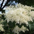 Super Japanese Tree Late Lilac Seeds Pcs 6 Syringa Reticulata