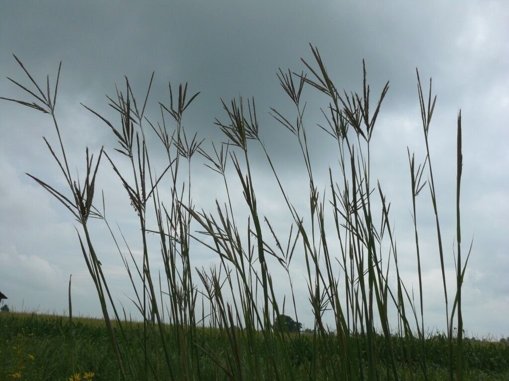 Super Big Bluestem Seeds Pcs 80 De Baron Andropogon Gerardii