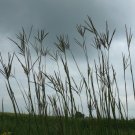 Super Big Bluestem Seeds Pcs 80 De Baron Andropogon Gerardii