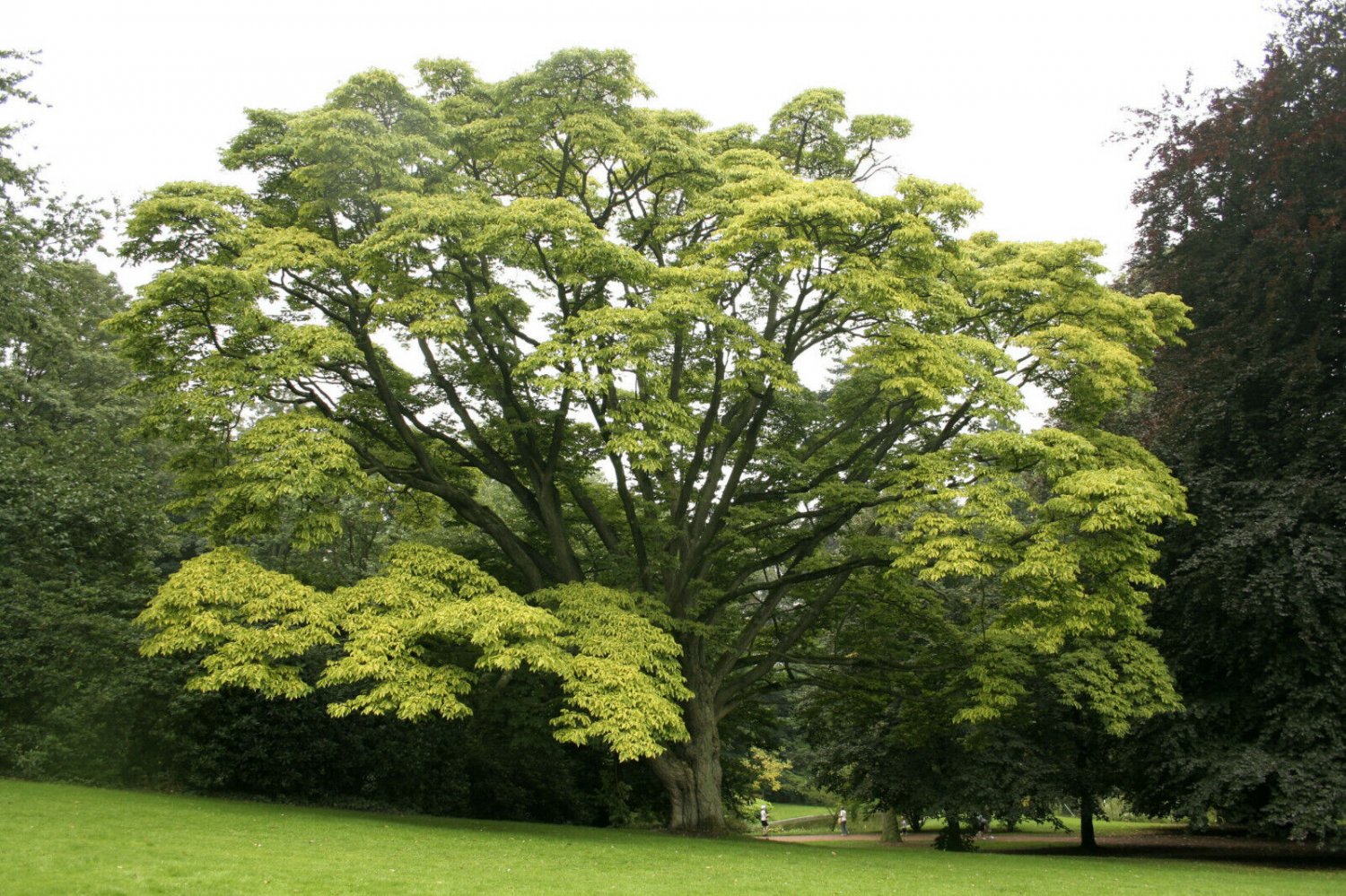 Super Bonsai Seeds Pcs 8 Love Cork Tree Phellodendon Amurense