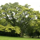 Super Bonsai Seeds Pcs 8 Love Cork Tree Phellodendon Amurense