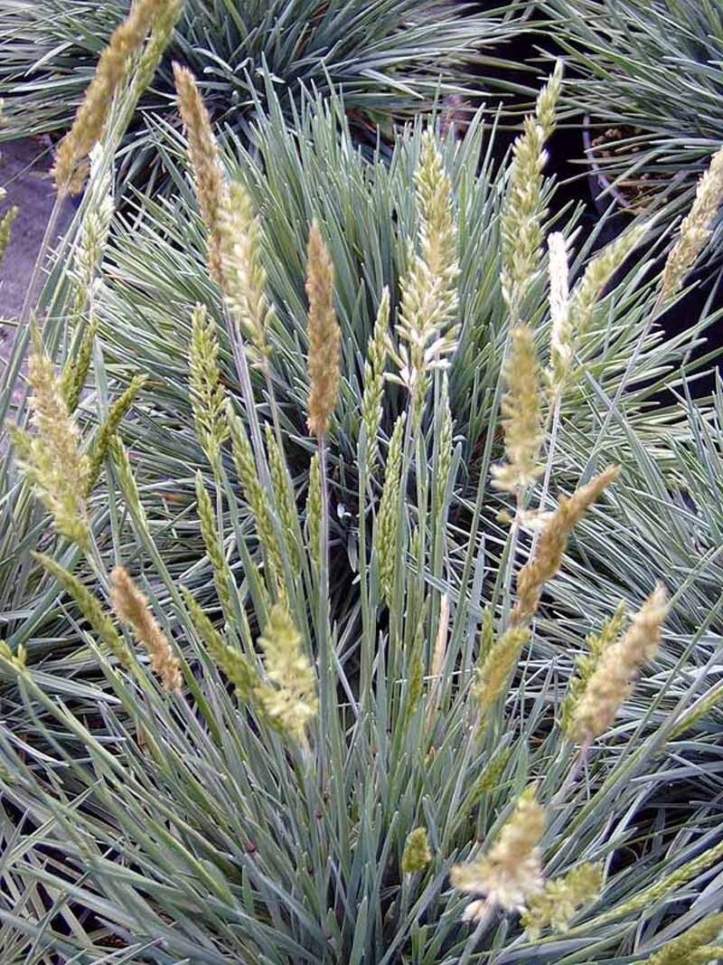Super Large Blue Hair Grass Seeds Pcs 25 Blue Keulerie Koeleria Glauca