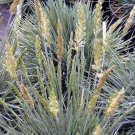 Super Large Blue Hair Grass Seeds Pcs 25 Blue Keulerie Koeleria Glauca
