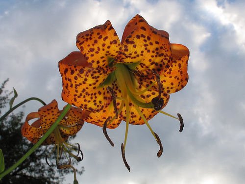 Super Turkscap Lily Seeds Pcs 6 Lis Superbe Bonnet Turc Lilium Superbum