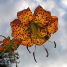 Super Turkscap Lily Seeds Pcs 6 Lis Superbe Bonnet Turc Lilium Superbum