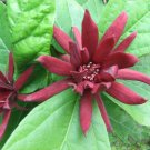 Super Calycanthus Floridus Seeds Pcs 3 Pompadour Tree