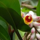 Super Alpinia Zerumbet Seeds Pcs 4 Shell Ginger