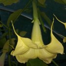 Super Brugmansia Aurea Seeds Pcs 6 Angels Trumpet
