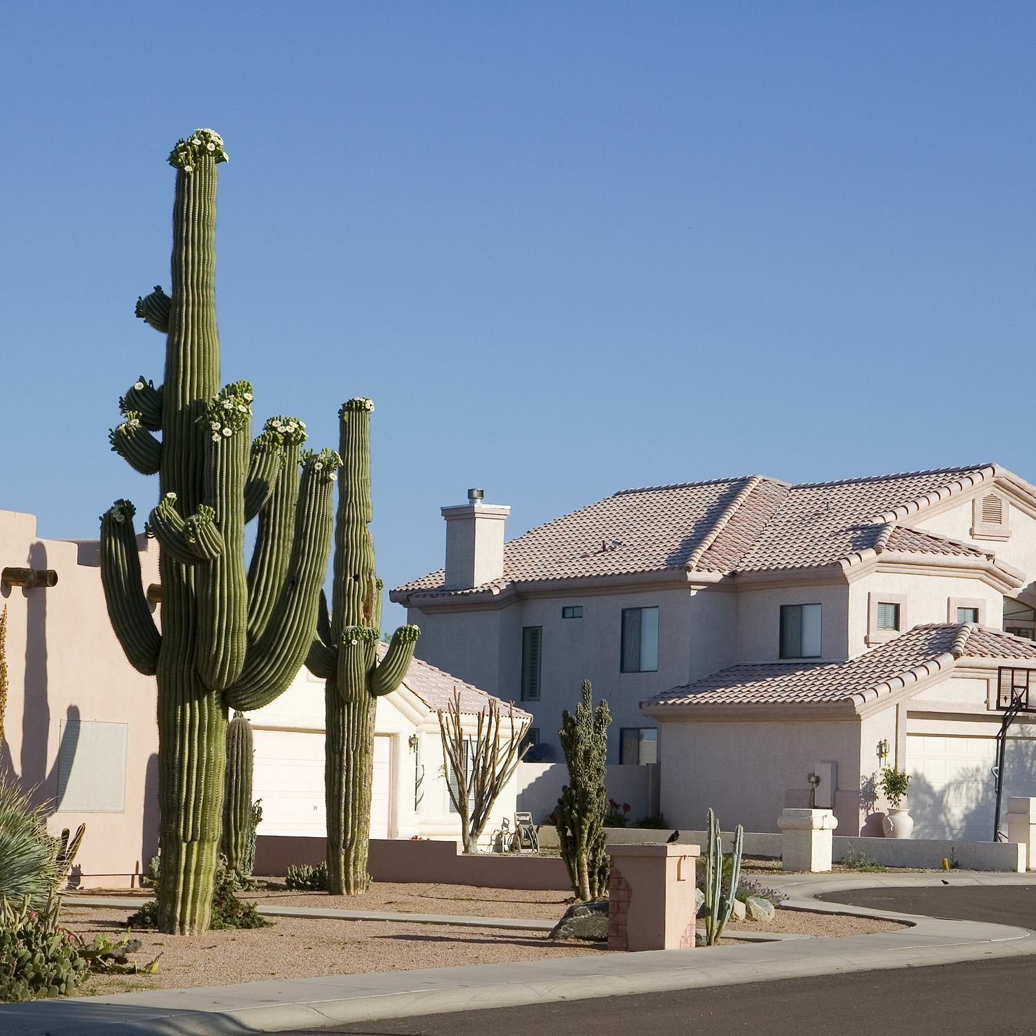 Super Giant Cactus Seeds Pcs 20 Saguaro Carnegiea Gigantea