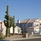 Super Giant Cactus Seeds Pcs 20 Saguaro Carnegiea Gigantea