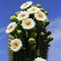 Super Giant Cactus Seeds Pcs 20 Saguaro Carnegiea Gigantea