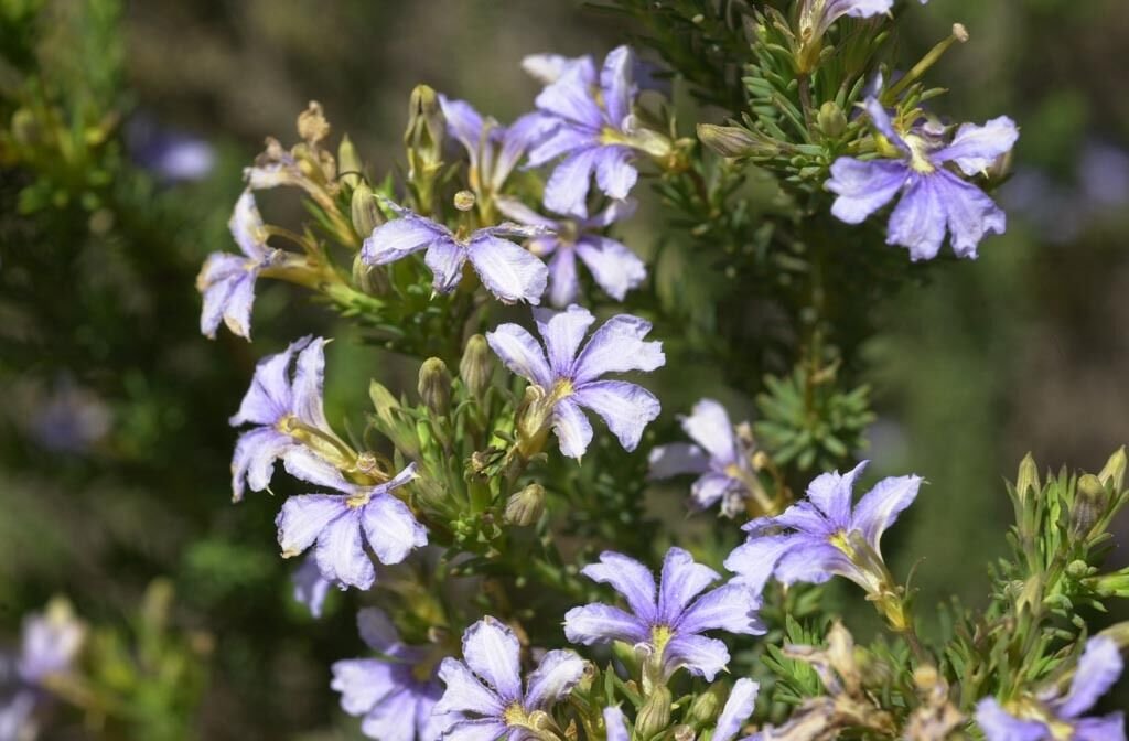 Super Rare Seeds Pcs 5 Of Lechenaultia Floribunda