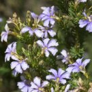 Super Rare Seeds Pcs 5 Of Lechenaultia Floribunda