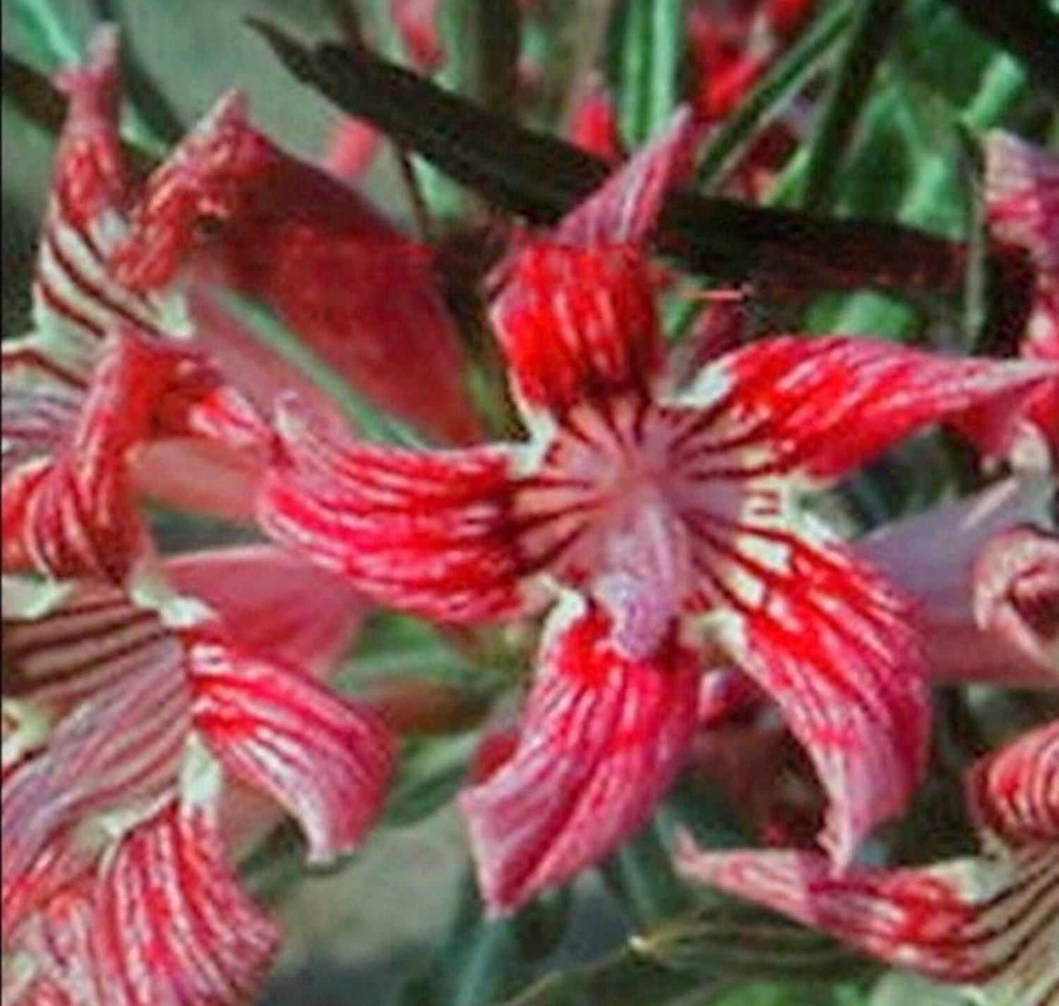 Super Desert Rose Seeds Pcs 4 Of False Baobab Adenium Obesum Pampam