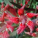Super Desert Rose Seeds Pcs 4 Of False Baobab Adenium Obesum Pampam