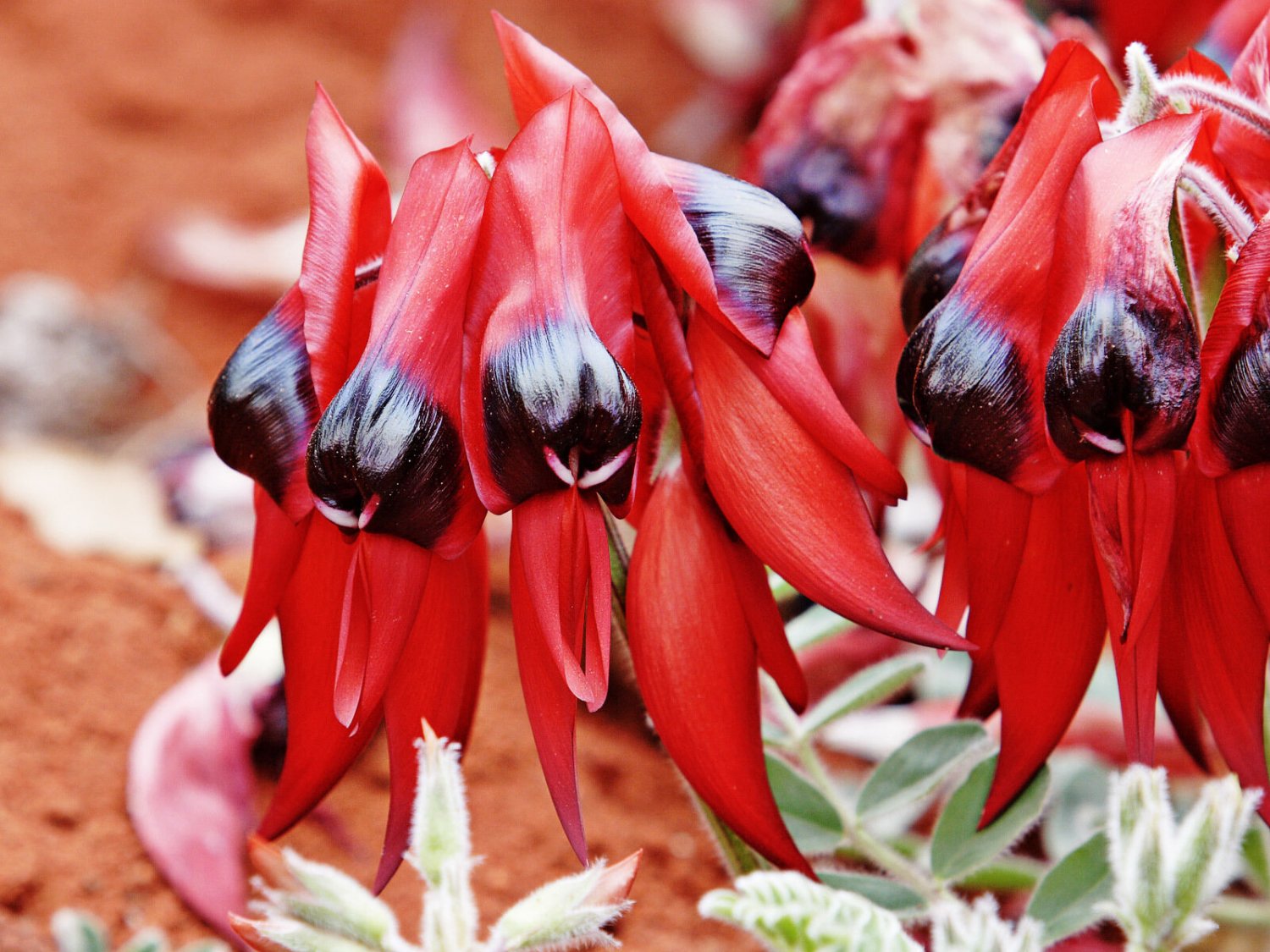 Super Glory Pea Seeds Pcs 5 Lobster Claw Swainsona Formosa