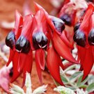 Super Glory Pea Seeds Pcs 5 Lobster Claw Swainsona Formosa