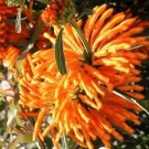 Super Lions Tail Seeds Pcs 5 Leonotis Leonurus