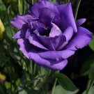 Super Texas Bluebell Seeds Pcs 8 De Lisianthus Bleu Eustoma Grandiflorum