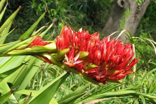 Super Giant Spear Lily Rare Seeds Pcs 4 Javelot Lily Doryanthes Palmeri