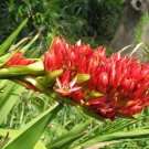 Super Giant Spear Lily Rare Seeds Pcs 4 Javelot Lily Doryanthes Palmeri
